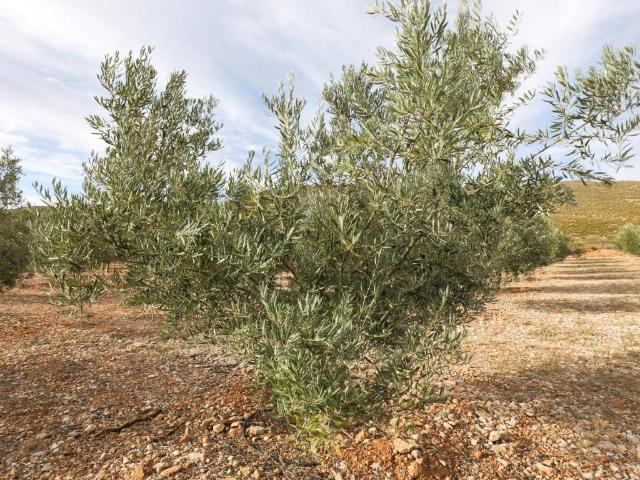 Terreno en Venta en Villamena