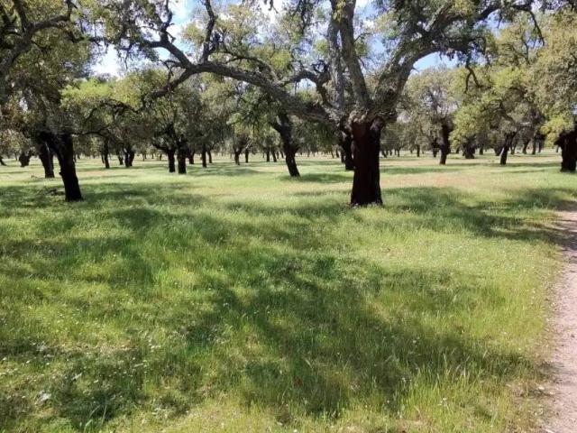 Terreno en Venta en Villanueva de La Serena