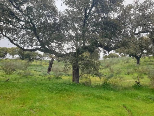 Terreno en Venta en Villanueva de La Serena