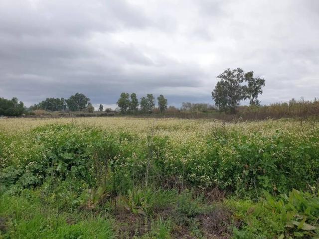 Terreno en Venta en Villanueva de La Serena