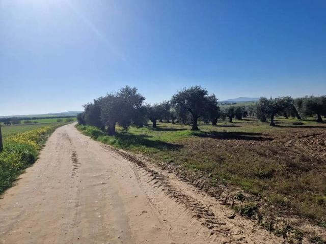 Terreno en Venta en Villanueva de La Serena