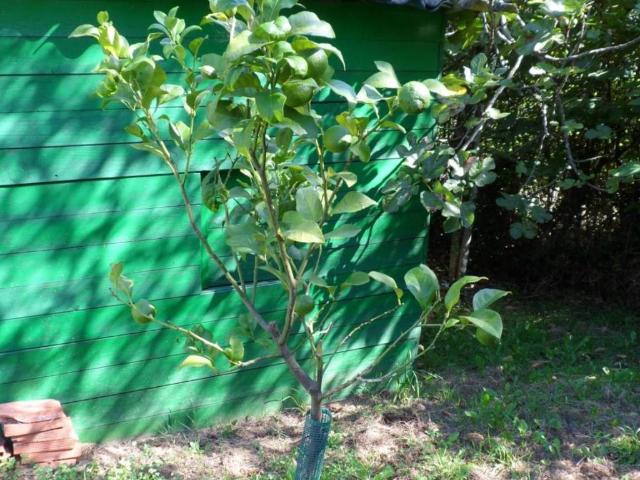 Terreno en Venta en Villaviciosa