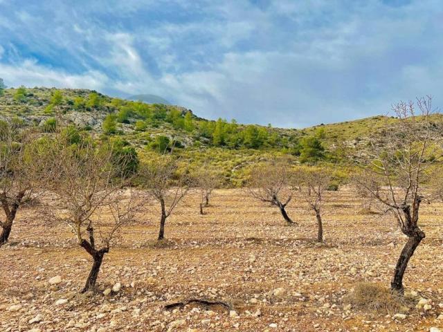 Terreno en Venta en Villena