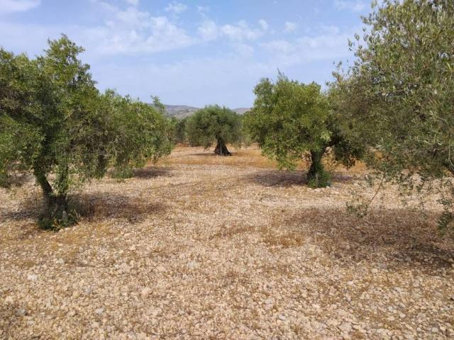 Terreno en Venta en Villena