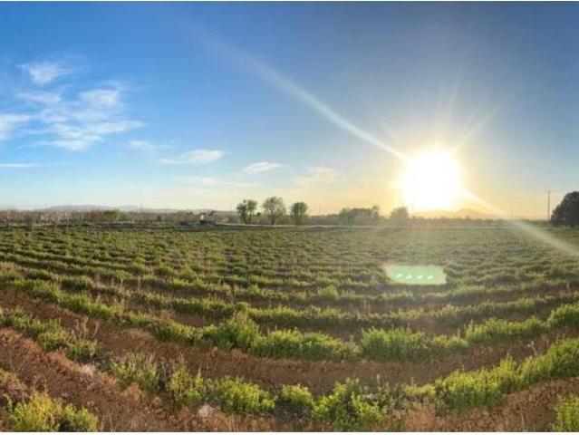 Terreno en Venta en Villena