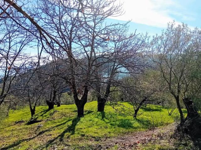 Terreno en Venta en Yunquera
