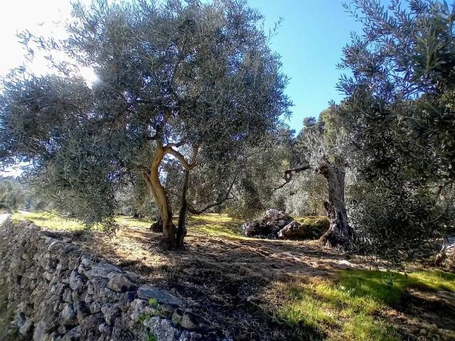 Terreno en Venta en Yunquera