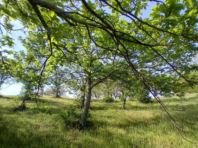 Terreno en Venta en Yunquera