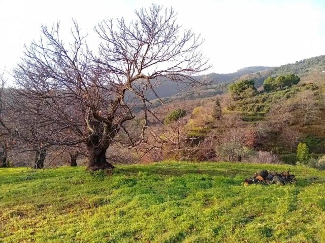Terreno en Venta en Yunquera