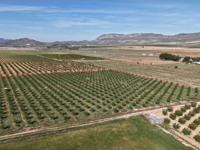 Terreno en Venta en Yecla