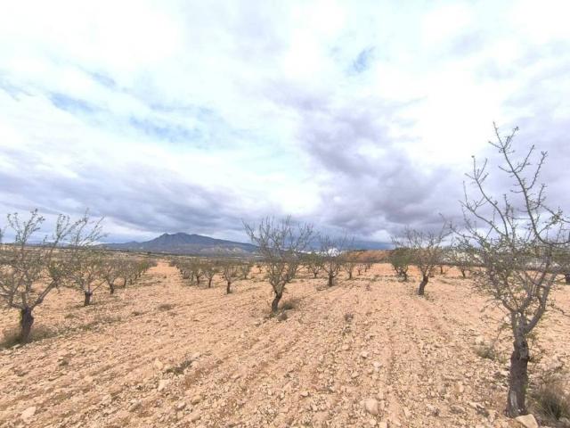 Terreno en Venta en Yecla