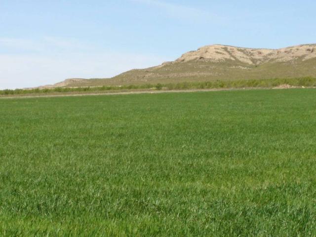 Terreno en Venta en Yecla