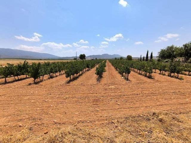 Terreno en Venta en Yecla