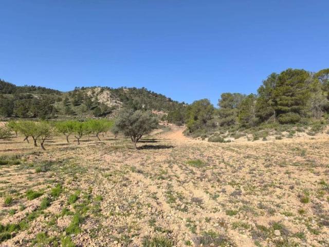 Terreno en Venta en Yecla