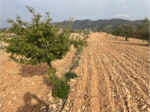 Terreno en Venta en Yecla