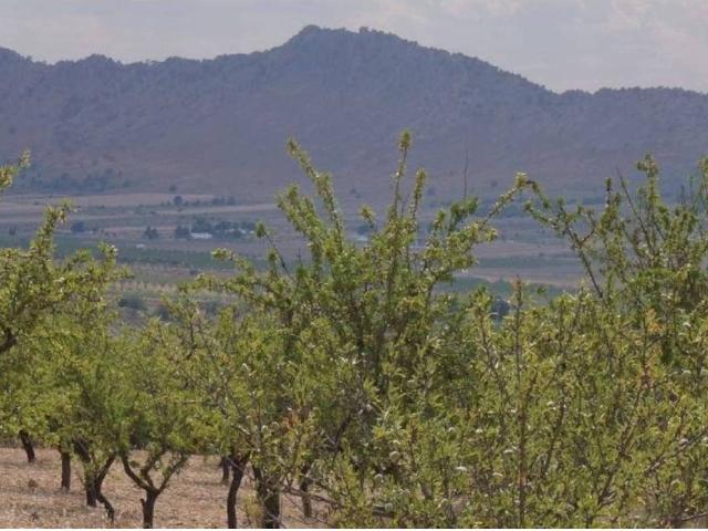 Terreno en Venta en Yecla