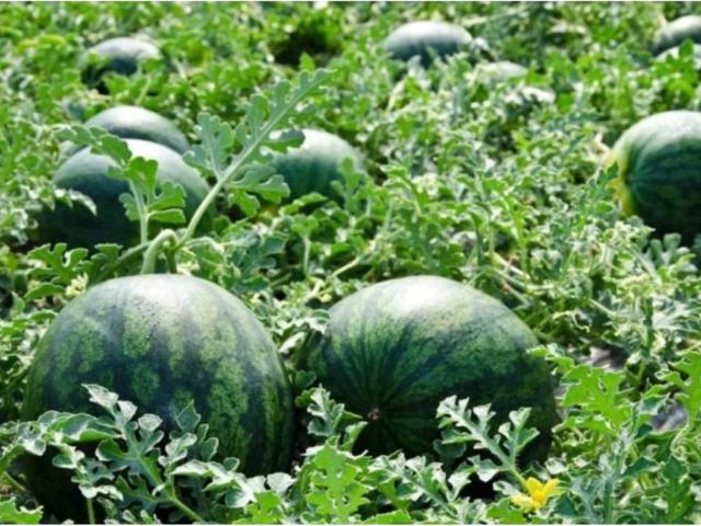 Terreno en Venta en Yecla