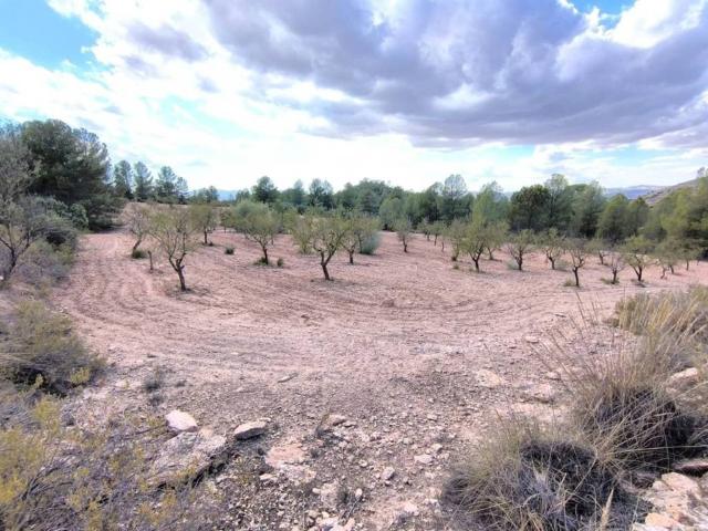Terreno en Venta en Yecla