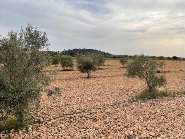 Terreno en Venta en Yecla