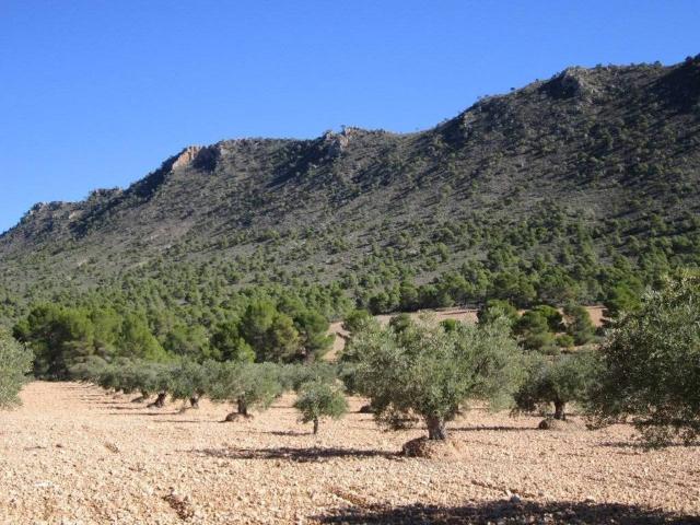 Terreno en Venta en Yecla