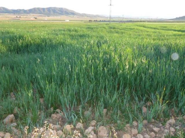 Terreno en Venta en Yecla