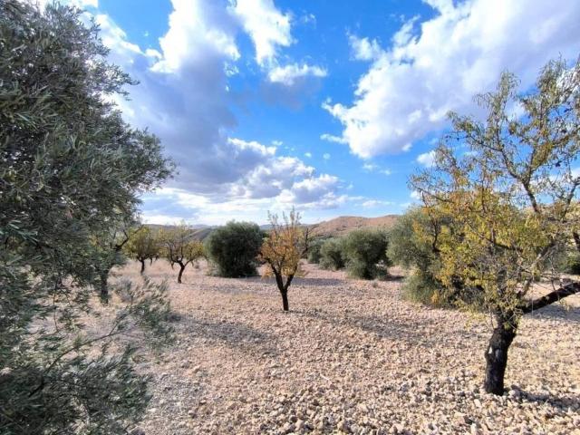 Terreno en Venta en Yecla