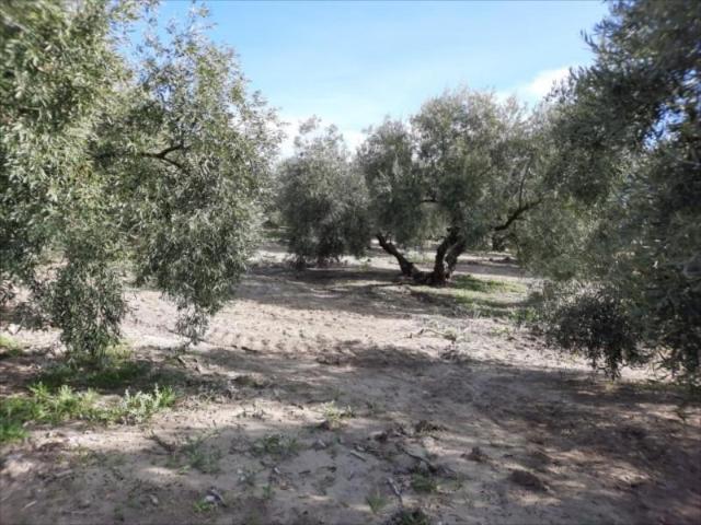 Terreno en venta Encinas Reales