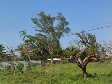 Terreno en Venta frente a Playa de 2.5 hectáreas La Vigueta, Tecolutla Veracruz Pueblo Ricardo Flores Magón