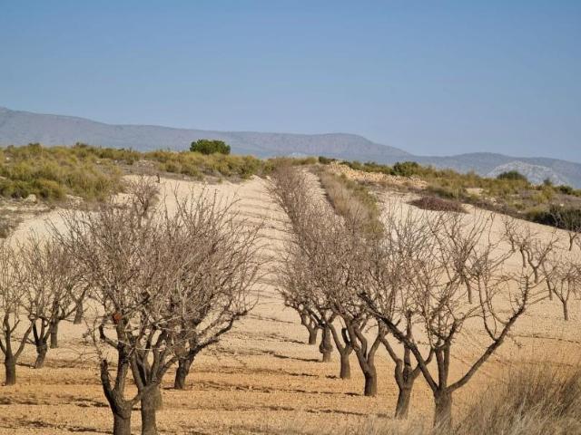 Terreno en venta Jumilla