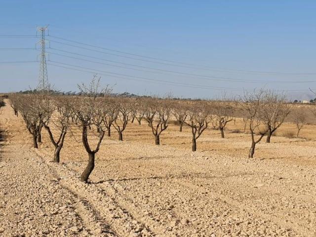 Terreno en venta Jumilla