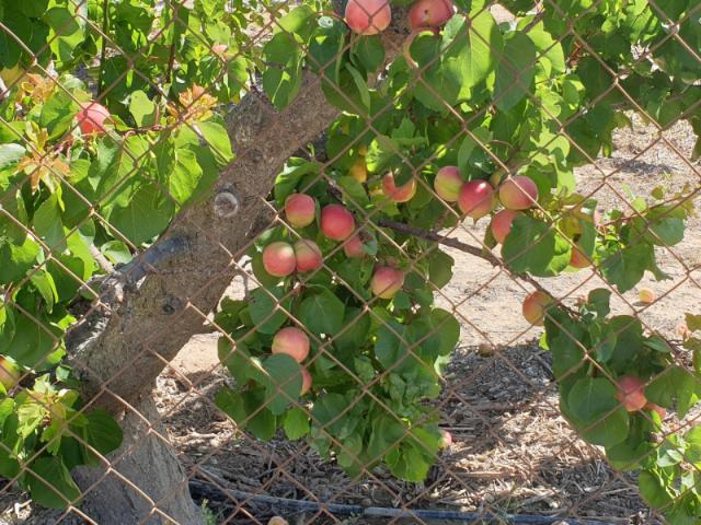 Terreno en venta Jumilla