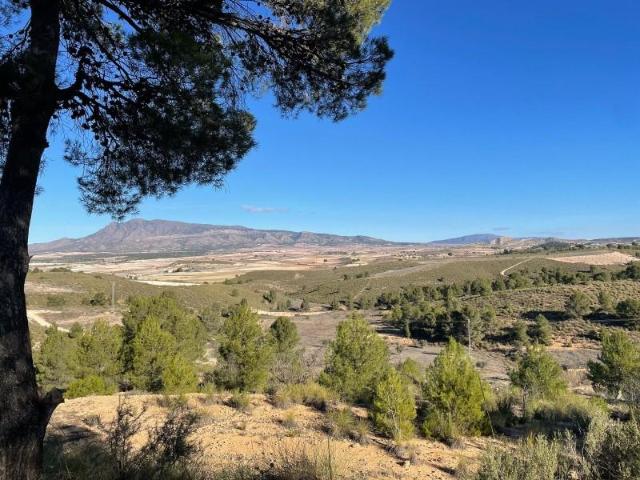 Terreno en venta Jumilla