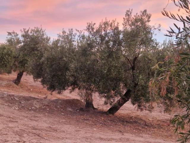 Terreno en venta Jaén