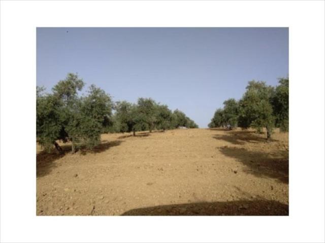 Terreno en venta Lucena