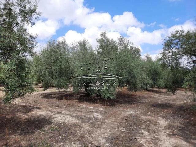 Terreno en venta Lucena