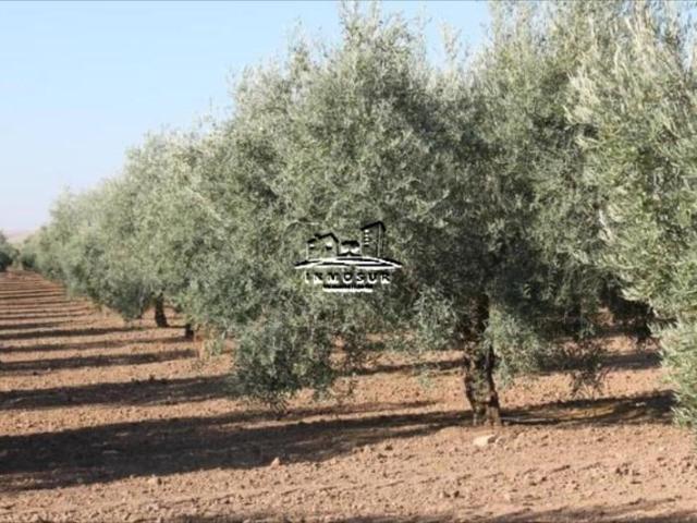 Terreno en venta Lucena
