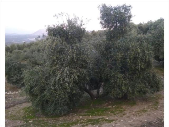 Terreno en venta Lucena