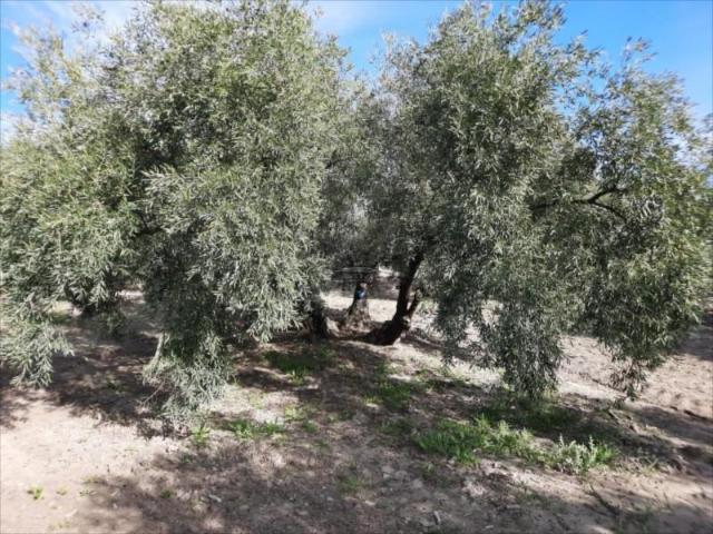 Terreno en venta Lucena