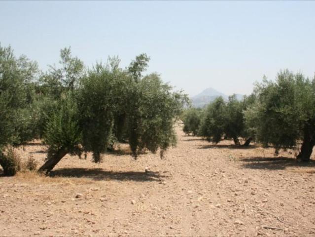 Terreno en venta Lucena