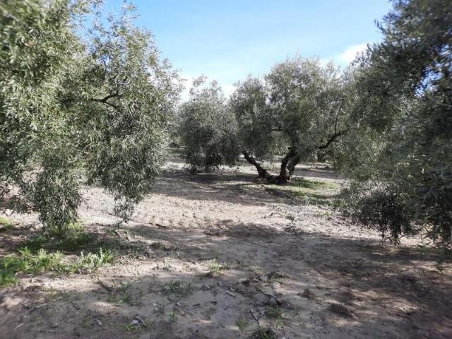 Terreno en venta Lucena