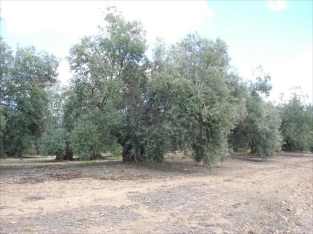 Terreno en venta Lucena