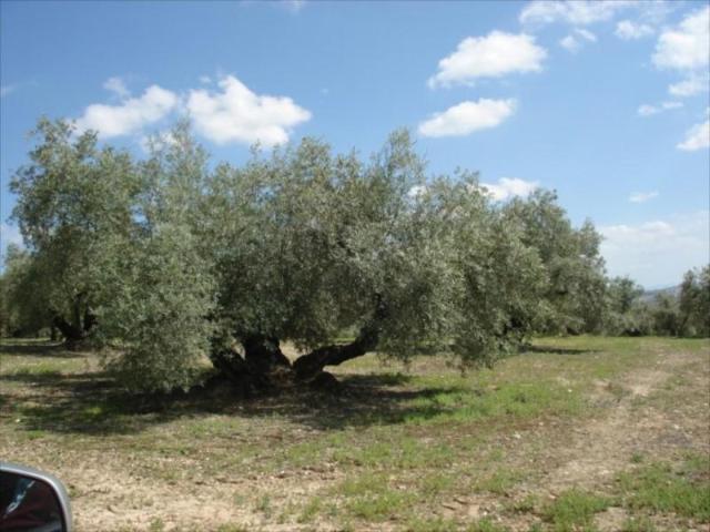 Terreno en venta Lucena