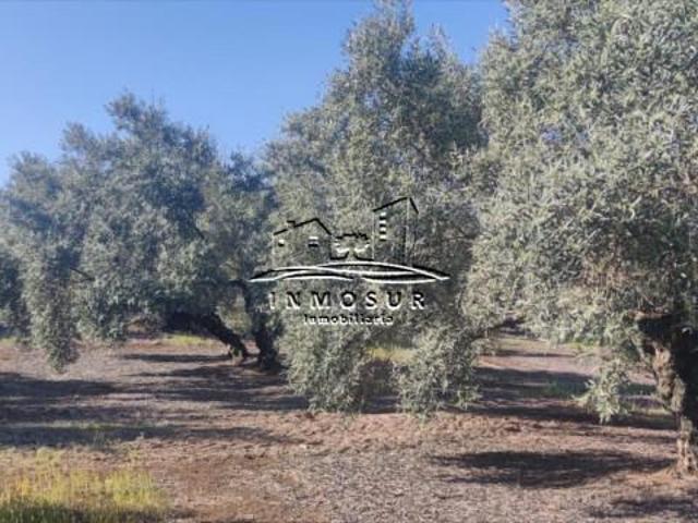 Terreno en venta Lucena