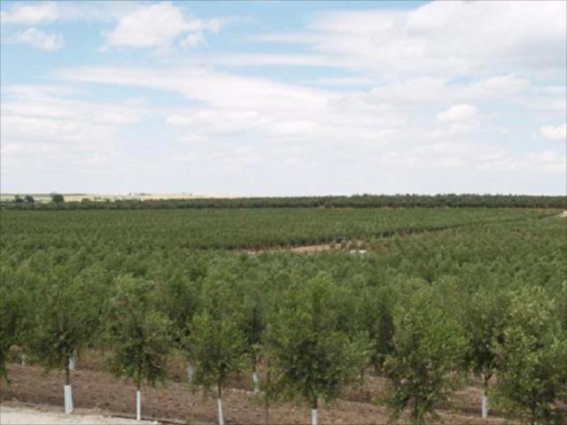 Terreno en venta Lucena