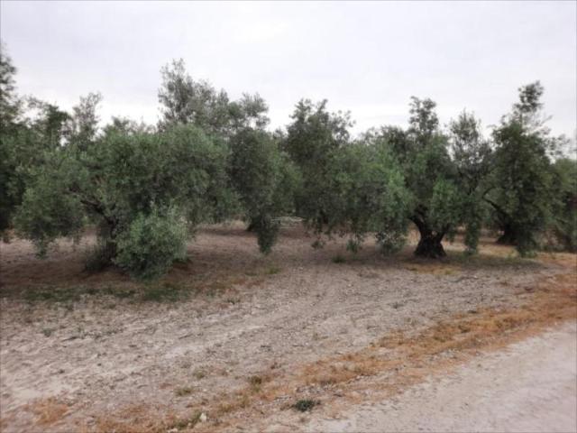 Terreno en venta Lucena