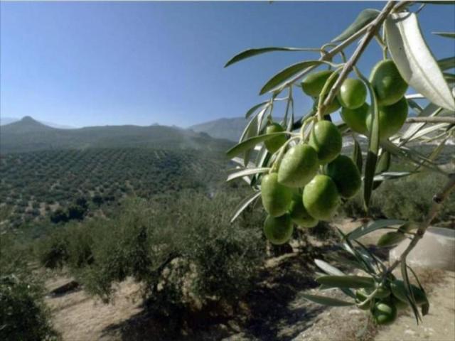Terreno en venta Lucena