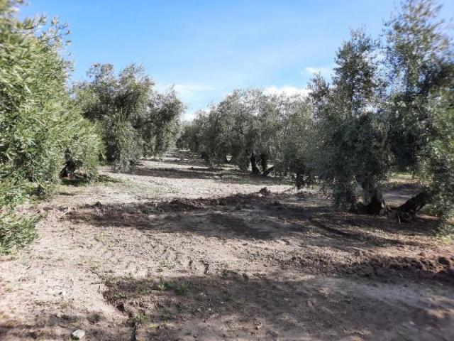 Terreno en venta Lucena