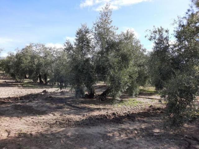 Terreno en venta Lucena