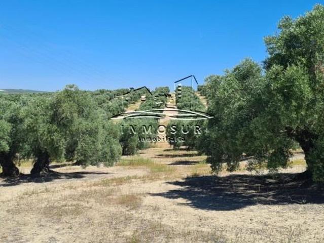Terreno en venta Lucena