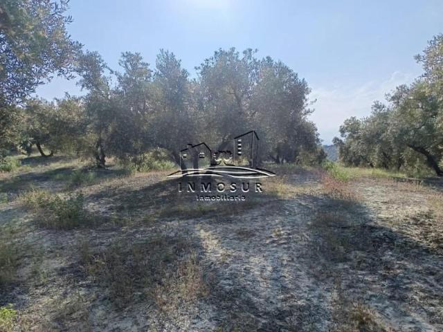 Terreno en venta Lucena